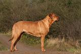 TOSA INU 484